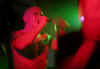 GobHalloween2004j.jpg (18731 bytes)