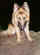 feral.jpg (16094 bytes)