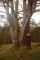 tree.jpg (97159 bytes)